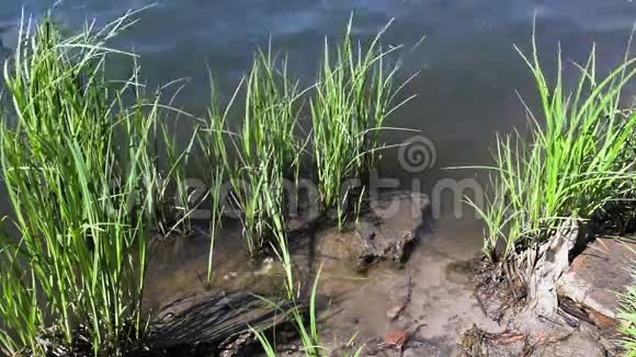 在湖里生长的草视频的预览图