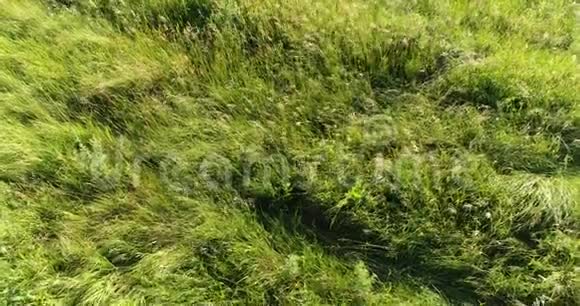 草原草上的飞行在风中摇曳俄罗斯视频的预览图