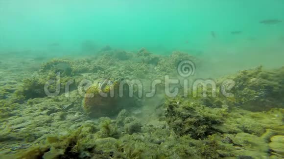 在西班牙海岸有许多鱼类的水下野生动物视频的预览图