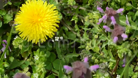 阳光明媚的春日草地上蒲公英的特写视频的预览图