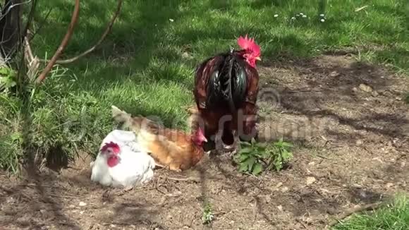 草地上的小鸡公鸡与母鸡视频的预览图