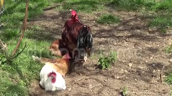 草地上的小鸡公鸡与母鸡视频的预览图