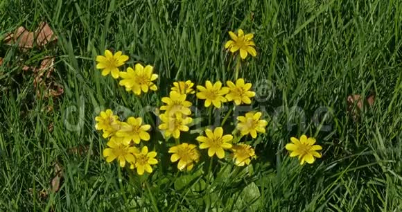 风中的黄色花朵诺曼底视频的预览图