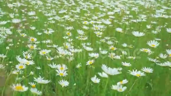走过田野里的洋甘菊花随风摇曳柔和的焦点就在花的上空视频的预览图