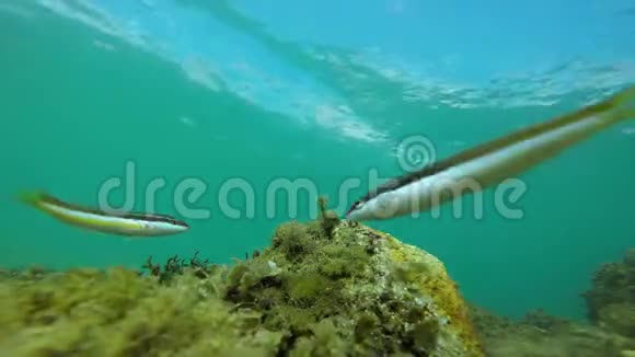 在西班牙海岸有许多鱼类的水下野生动物视频的预览图
