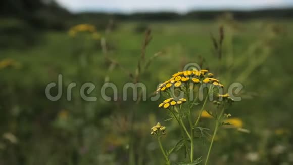 美丽的黄色野花视频的预览图