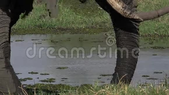 非洲象非洲象成人吃草特伦克克瓦伊河莫雷米保护区奥卡万戈三角洲视频的预览图