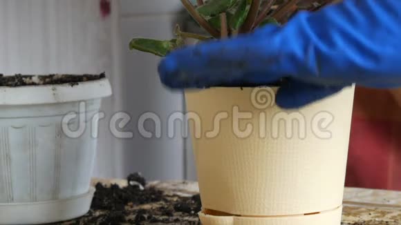 春天的一个女人把室内花从旧花盆移植到新花盆视频的预览图