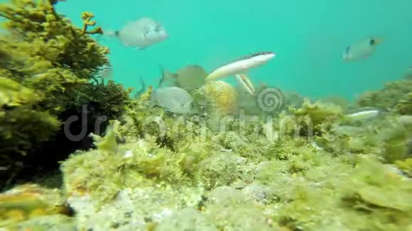 在西班牙海岸有许多鱼类的水下野生动物视频的预览图