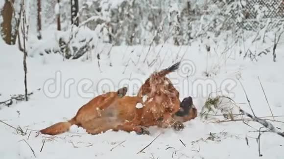 两只狗的生活方式在雪地冬天打架两只狗互相咬跑滚狗打架概念视频的预览图