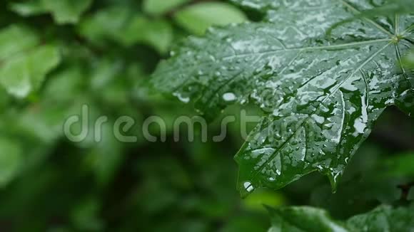 一滴雨落在枫叶上紧紧地视频的预览图