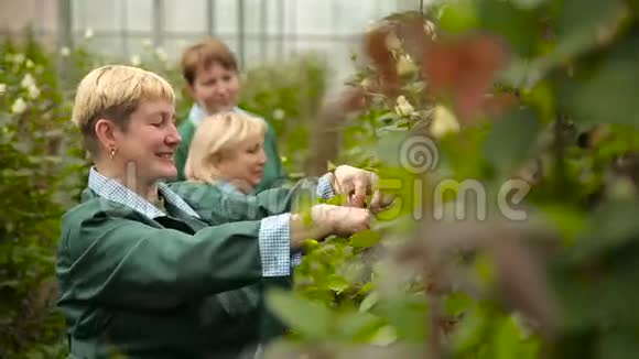 微笑的园丁在玫瑰园里呵护鲜花视频的预览图