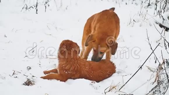 两只狗在雪地里打架两只狗互相咬跑滚狗打架概念生活方式视频的预览图