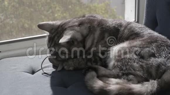 可爱的灰猫在窗台上玩玩具老鼠视频的预览图