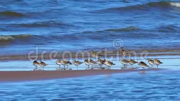 一群鸟在水边的浅滩上栖息一群老鸟和幼鸟组成视频的预览图