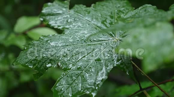 一滴雨落在枫叶上紧紧地视频的预览图