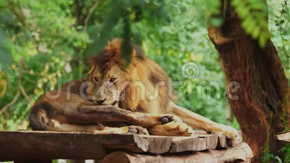 雄狮休息视频的预览图