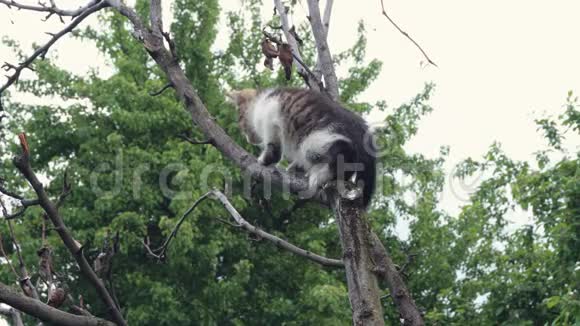 小猫试图爬树视频的预览图