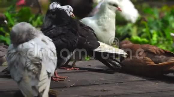 一群五颜六色的家鸽坐在一个木平台上鸽子吃了现在坐着清理羽毛他们视频的预览图