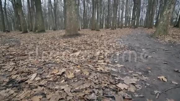 秋天公园地上的落叶杜莉视频的预览图