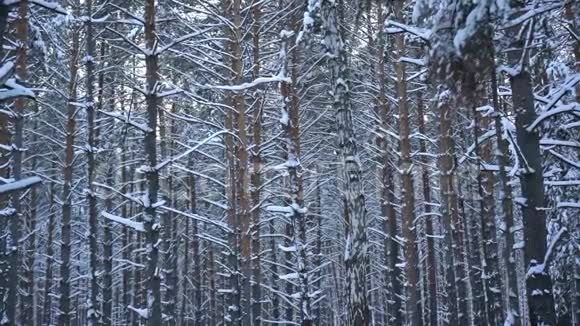 冬天森林里覆盖着雪的松树视频的预览图
