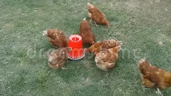 特写群鸡吃的食物视频的预览图