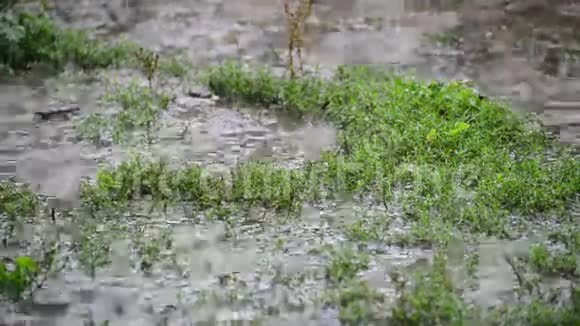 雨中草地上的水坑特写视频的预览图