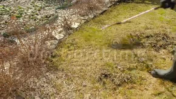 用耙子清理草地草坪的美化和疤痕视频的预览图