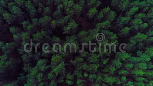空中飞过美丽的绿色森林视频的预览图