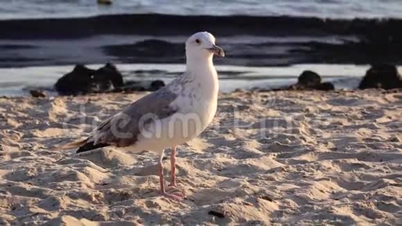 海鸥漫步沙滩在海滨寻找食物视频的预览图