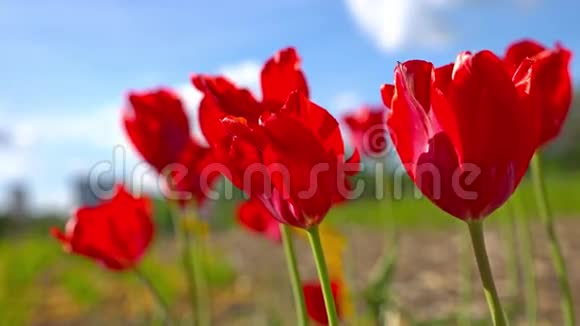 盛开的红色郁金香在蓝天的背景下特写的郁金香在风中摇曳视频的预览图