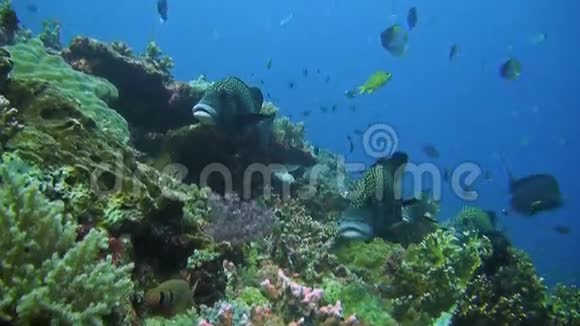 哈莱奎恩在一个倾斜的珊瑚礁上的甜唇视频的预览图