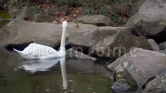 天鹅在池塘里游泳有石头的池塘视频的预览图