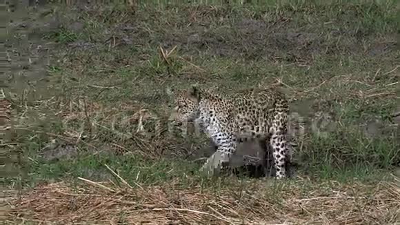豹潘特拉帕杜斯母亲步行莫雷米保护区奥卡万戈三角洲在博茨瓦纳视频的预览图