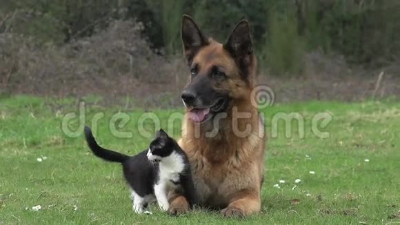 黑猫和德国牧羊犬站在草地上诺曼底视频的预览图