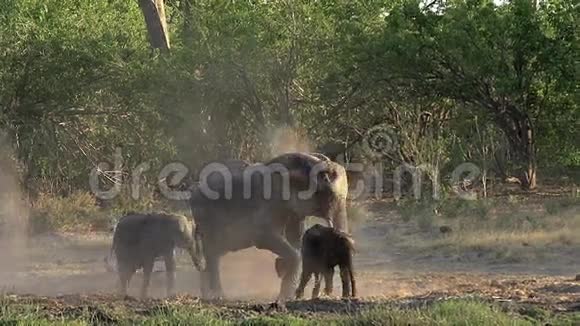 非洲象非洲象母亲和青年喷洒灰尘莫雷米保护区博茨瓦纳奥卡万戈三角洲视频的预览图