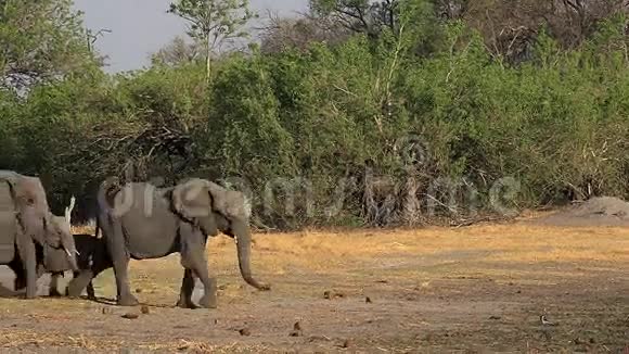 非洲象非洲象小组步行至Khwai河莫雷米保护区博茨瓦纳奥卡万戈三角洲视频的预览图