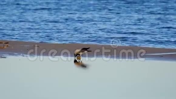 乌鸦鸟正在从一个大湖附近的水坑里喝水在背景中海浪在沙质海岸上翻滚视频的预览图