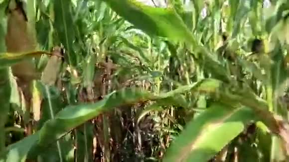 穿过玉米地视频的预览图