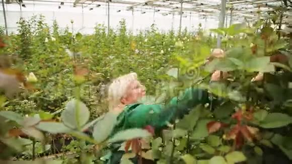 园丁女人在温室里生长和照顾玫瑰视频的预览图