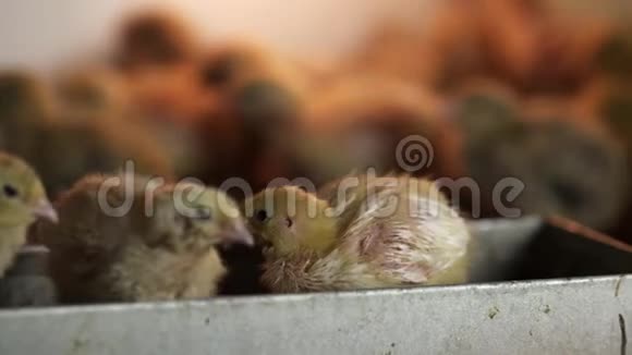 一只小鹌鹑小鸡在鸟笼里走来走去视频的预览图