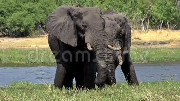 非洲象非洲象在Khwai河附近吃草的成年人莫雷米保护区博茨瓦纳奥卡万戈三角洲视频的预览图