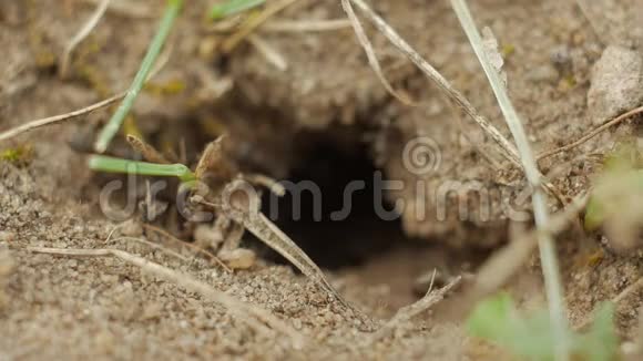 慢动作蚂蚁在蚂蚁山洞的入口周围爬行视频的预览图