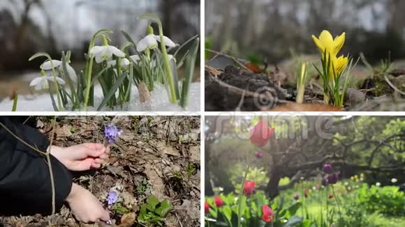 雪花藏红花紫罗兰和郁金香录像拼贴视频的预览图