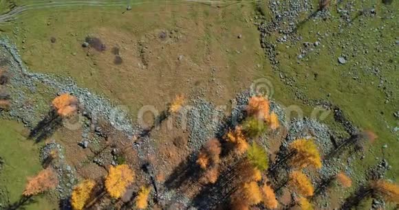 在阳光明媚的秋天在橙色和红色的落叶松森林树林和小溪上空俯视高空阿尔卑斯山脉视频的预览图