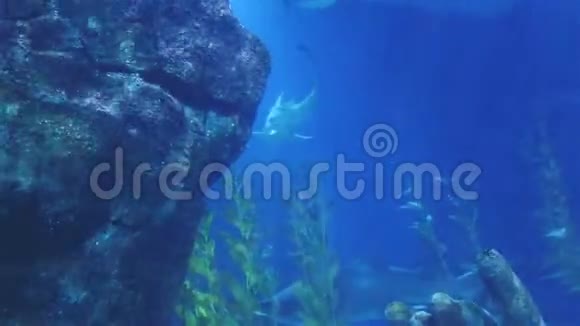 珊瑚鲨和其他海洋鱼类视频的预览图