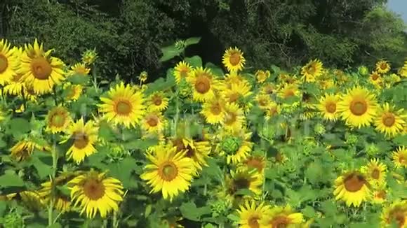 夏日的黄色向日葵视频的预览图