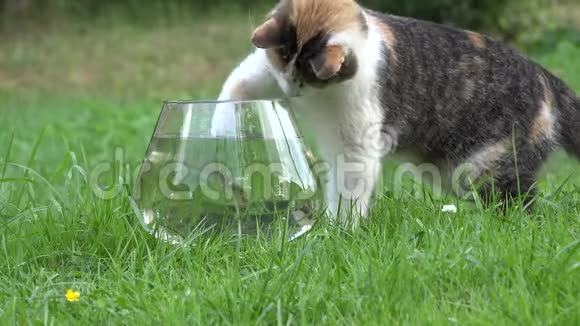 漂亮的猫用水从塑料碗里抓鱼然后跑特写镜头4K视频的预览图