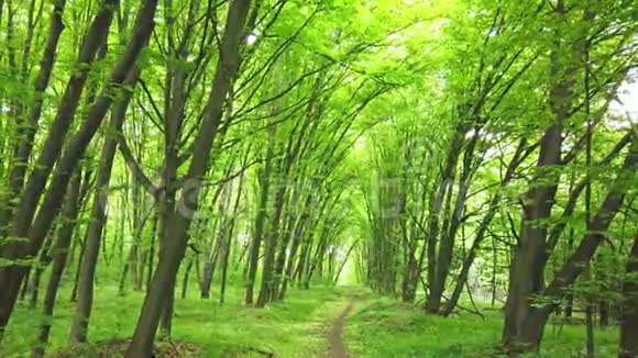 绿色森林有小径树木和阳光穿过树叶视频的预览图
