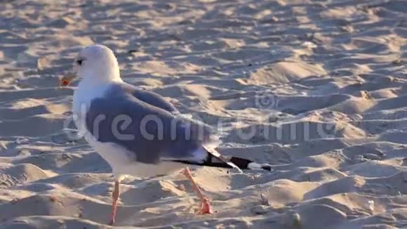 海鸥漫步沙滩在海滨寻找食物视频的预览图